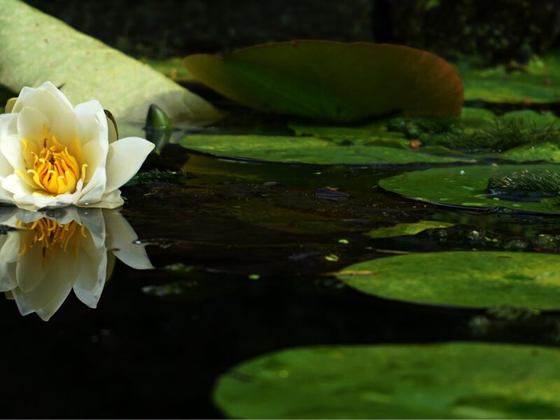 Zielone liście i biały kwiat na powierzchni oczka wodnego