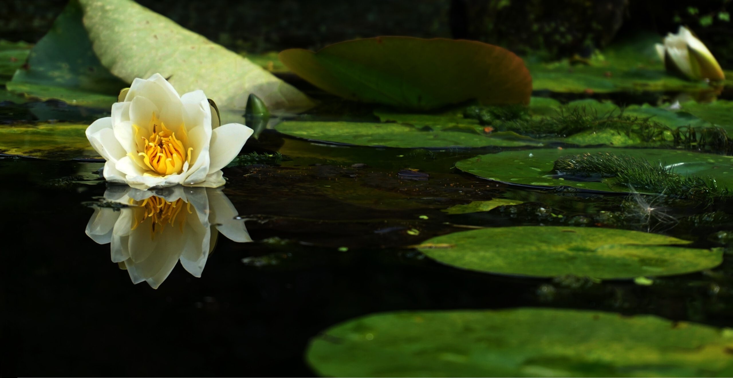 Zielone liście i biały kwiat na powierzchni oczka wodnego